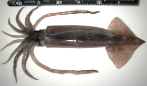 Quantifying future climate-driven shifts in the distribution of common squid
