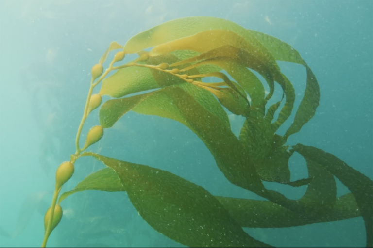 Article image for Are giant kelp forests carbon sinks? Environmental DNA technology offers clues