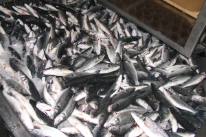 Multi-species assessment of the economic feasibility of implementing electrical stunning for farmed fish in the EU