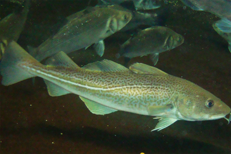 Article image for How change in spawning locations of Atlantic cod in the Barents Sea may affect the mean individual size of the offspring