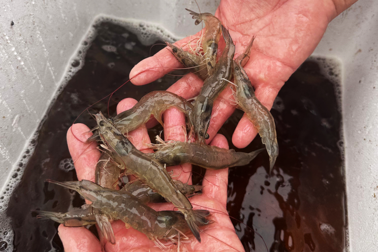 Article image for Cómo el fotoperiodo influencia la calidad nutricional de los músculos y el metabolismo lipídico del camarón blanco del Pacífico cultivado bajo techo