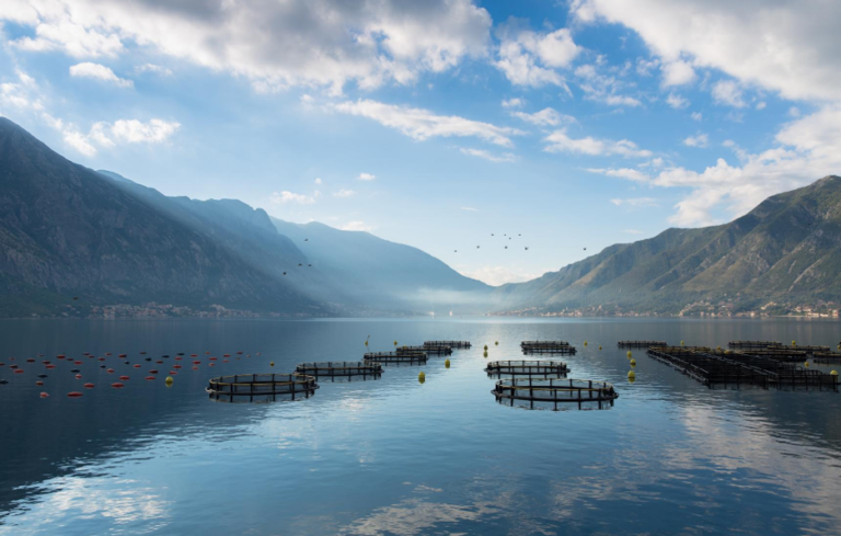 Featured image for Today’s Farmed Fish: Aquaculture Re-examined for the Conscious Consumer