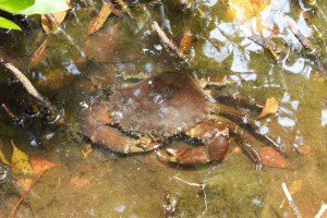 Cómo el aumento de las temperaturas provocado por el cambio climático impacta la acuacultura de crustáceos