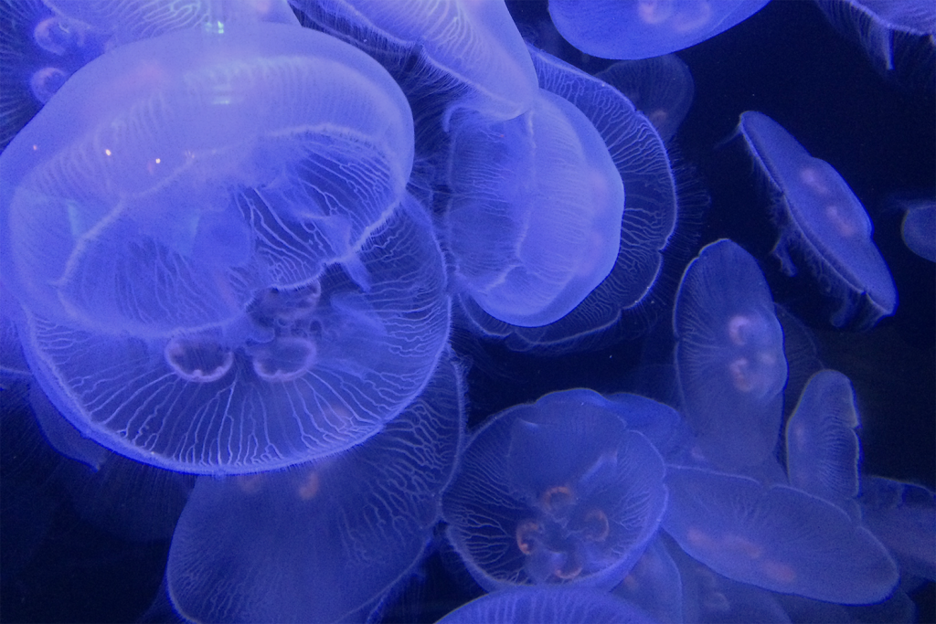 Article image for A qualitative systematic review of jellyfish mitigation for net-based fisheries