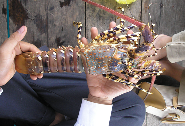 Article image for Fisheries genomics key to support conservation, fisheries management and trade of widely distributed spiny lobsters