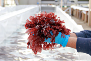 Dutch engineer’s land-based seaweed farm gives new meaning to greenhouses