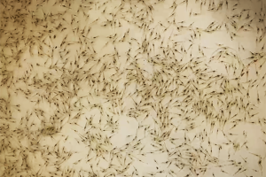 Dietary taurine supplementation improves resistance to low salinity stress in Pacific white shrimp postlarvae