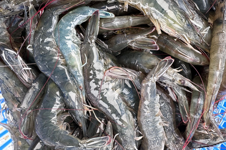 Article image for Investigación de los efectos del amoníaco, el nitrito y el sulfuro en juveniles de camarón blanco del Pacífico