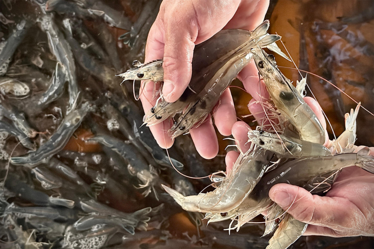 Article image for Evaluating the effects of stocking densities on Pacific white shrimp in biofloc-based systems