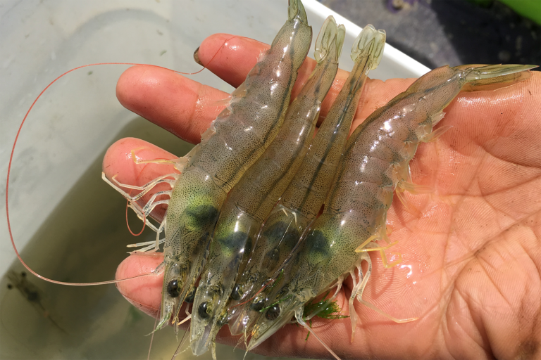 Article image for Estudio evalúa cambios en la calidad del camarón blanco del Pacífico en una cadena de suministro simulada en vivo