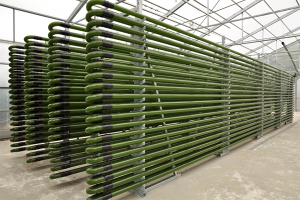 Potential benefits and challenges for microalgae in aquaculture wastewater treatment